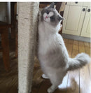 Corda para Arranhador de Gato | MeowCord